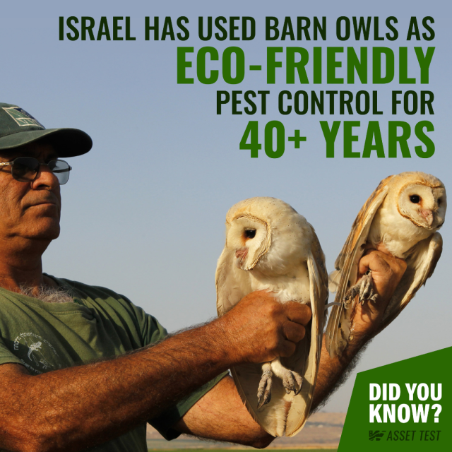 Israel has used barn owls as eco-friendly pest control for 40+ years