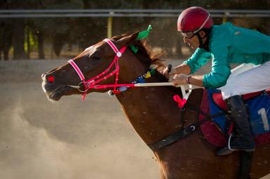 A jockey and horse at a race in Iran