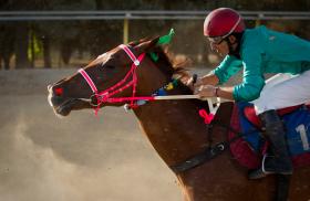 A jockey and horse at a race in Iran